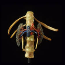 Maybe you would like to learn more about one of these? Originalpraparate Agenda Museen Basel