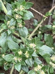 Image result for Guilleminea densa