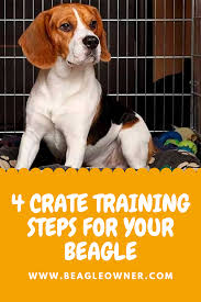 4 Crate Training Steps For Your Beagle In 2020 Beagle Crate Training Cute Beagles