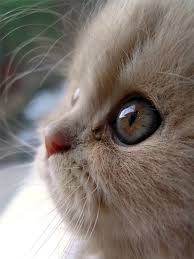 Imgend Picture This Baby Animals Cute Animals Kittens Cutest