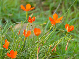 Image result for Tricliceras lobatum