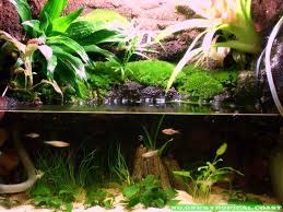 My Paludarium Construction Step By Step Dendroboard Planted Aquarium Aquascape Aquarium Freshwater Aquarium