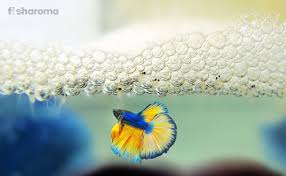Betta breeding is not for the faint of heart! How Do Breed Betta Fish A Step By Step Guide