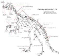 Foot Bone Anatomy Chart