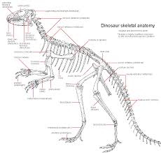 foot bone anatomy chart