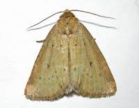 Image result for Photedes minima