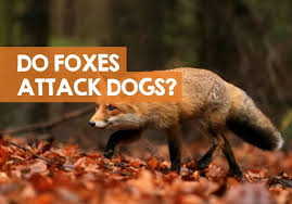 Will A Fox Attack A Dog Or Even Eat A Dog Truth Revealed