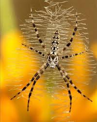 Black And Yellow Striped Spider Australia Award Winners Gallery National Wildlife Federation Spider Arachnids Spiders Garden Spider