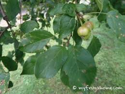 Check spelling or type a new query. Foraging For Crabapples