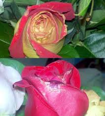 They offer refunds, replacements or store credit when. Online Flower Disappointments