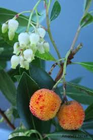 Native madrones are special to the northwest corvallis, ore. Arbutus Strawberry Tree Pacific Madrone The Garden Website Com