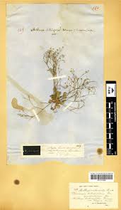 Image result for Exacum oldenlandioides