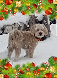 Take an extra 40% off clearance w/ code: Christmas Stories And Pics 2019 Pt Ii Nzymes Com