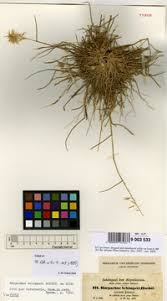 Image result for Harpachne schimperi