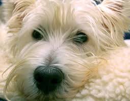 West Highland White Terrier Is Your Bestie A Westie Terribly Terrier