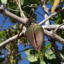 Image result for Vahlia dichotoma