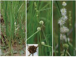 Image result for Typhaceae