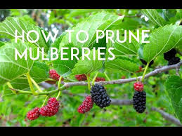 The mulberry tree is a small to medium sized deciduous tree or large shrub. Keeping Your Mulberry Tree Small Youtube