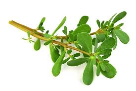 Purslane is an effective treatment for oral lichen planus. Common Purslane Chefin