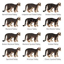 Cat Genetics Guide Tabby Patterns Weasyl