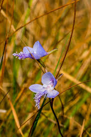 Image result for Disa baurii