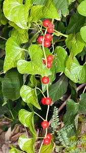 Image result for Dioscorea cotinifolia