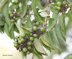 Image result for Volkameria glabra