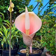 Image result for Amorphophallus