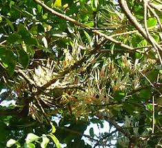 Image result for Erianthemum