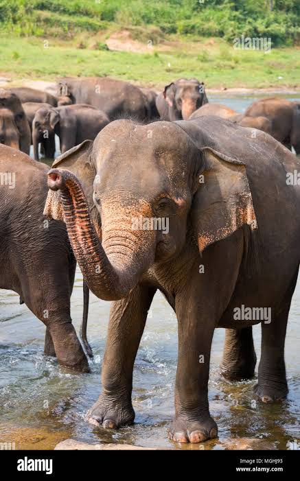 Saluting elephant hi-res stock photography and images - Alamy