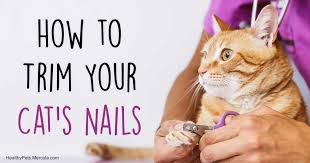 Why You Should Absolutely Trim Your Cat S Claws