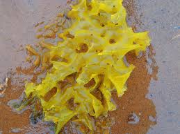 Image result for Lactuca imbricata