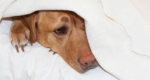 You can cool your puppy down if he is breathing fast due to heat. Signs And Symptoms That Your Dog Is In Pain Cesar S Way