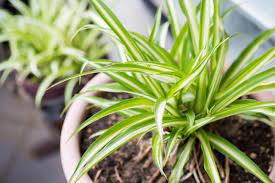 Check spelling or type a new query. Spider Plant Indoor Care Hgtv