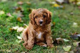 Best Quality Cavapoo Puppies For Sale In Singapore January 2022