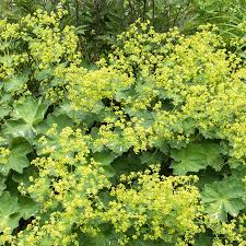 Image result for Alchemilla microbetula