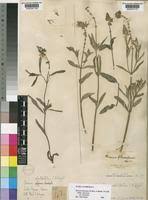 Image result for Ocimum filamentosum