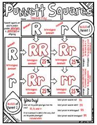 Punnett Squares Doodle Notes Doodle Notes Science Biology Lessons Biology Classroom