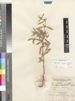 Image result for Spermacoce subvulgata