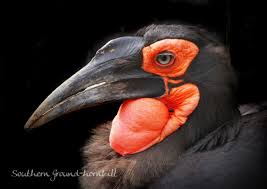 ミナミジサイチョウ 分類：サイチョウ目 サイチョウ科 学名：bucorvus leadbeateri 英名：southern ground hornbill 分布：南アフリカ 目のまわりと、喉の皮膚が鮮やかな赤色で、喉に空気をためてふくらませることができます。当園で2009. ãƒŸãƒŠãƒŸã‚¸ã‚µã‚¤ãƒãƒ§ã‚¦ å‹•ç‰© é³¥é¡ž Ganref