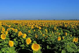 This is another great location to see sunflower fields. Sunflowers Field In Dixon Solano California Sunflower Fields Trip California