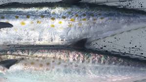 They're fast, plentiful, and put up a good fight. King Mackerel Vs Spanish Mackerel Fish Identification The Hull Truth Boating And Fishing Forum