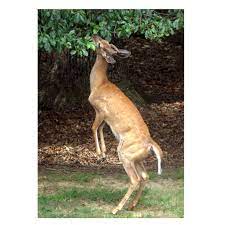 If food is scarce enough, deer have been known to eat almost anything. 064 Oh Deer How To Protect Your Plants Christmas Tree Care Poinsettia Tips