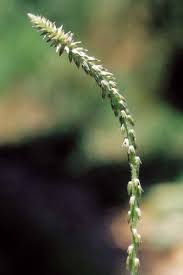 Image result for Achyranthes