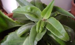 Dolca Revolucio Plantas Plantas Medicinales Tipos De Plantas