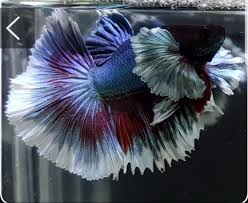 They're specialist in breed dumbo ear strain.breeders:kim. My Champion Fancy Half Moon Dumbo Betta On Carousell