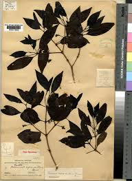 Image result for Coptosperma supra-axillare