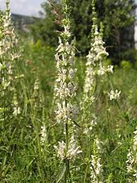 Image result for Stachys nemorivaga