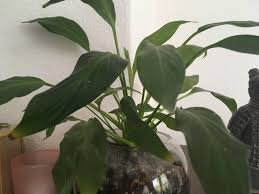 Peace lily likes to have slightly damp soil. What Type Of Plant Is This Gardening Landscaping Stack Exchange