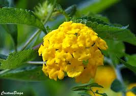 Available in a wide array of colors. Lantana Pendente Lantana Montevidensis Flores E Folhagens